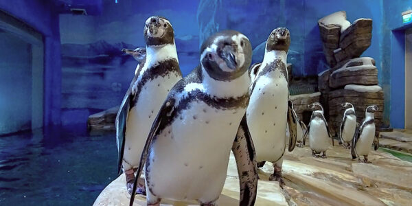 Penguin Exhibits